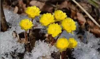 冰凌花是保护植物吗 冰凌花是保护植物吗